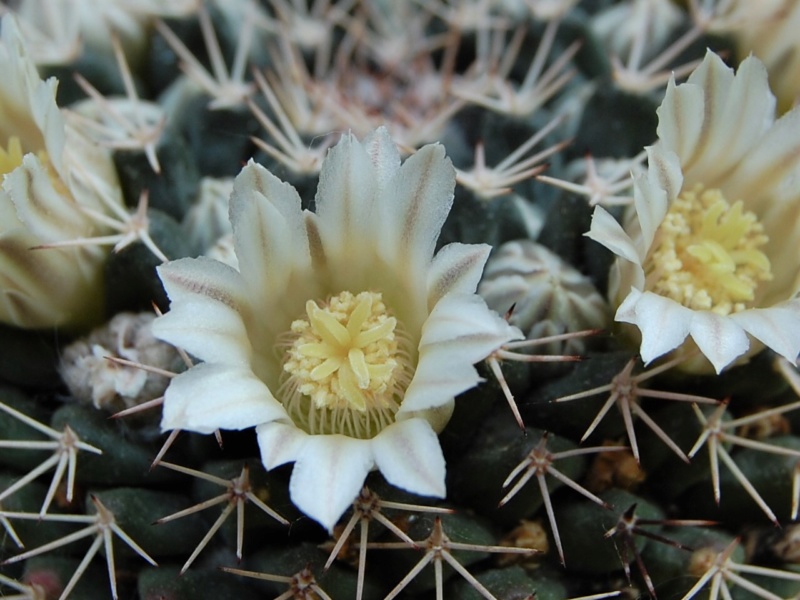 Mammillaria roseoalba SB 285