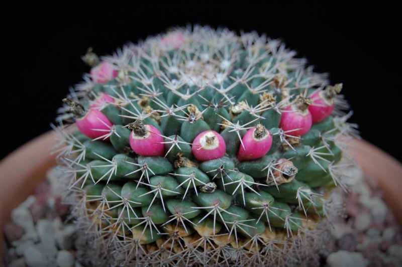 Mammillaria roseoalba SB 285