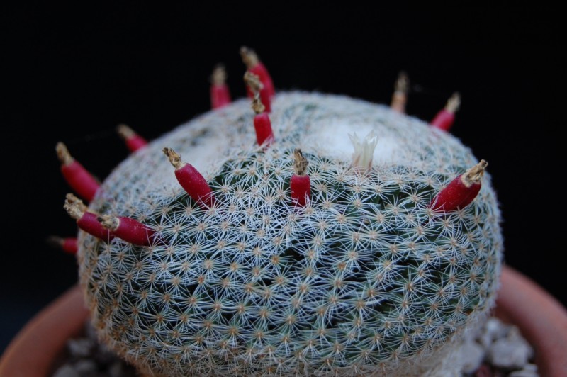 Mammillaria formosa ssp. microthele v. superfina 