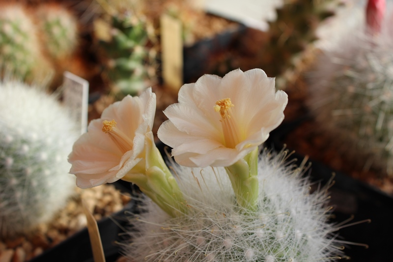 Mammillaria senilis 'fiore bianco' 