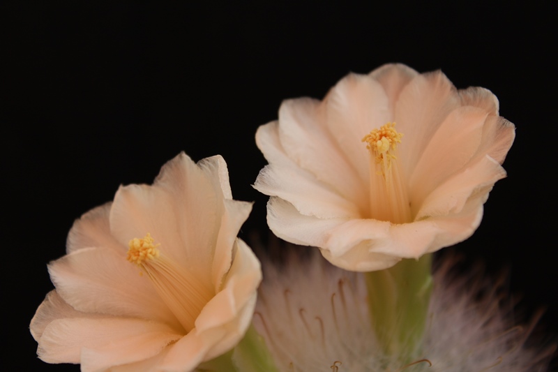 Mammillaria senilis 'fiore bianco' 