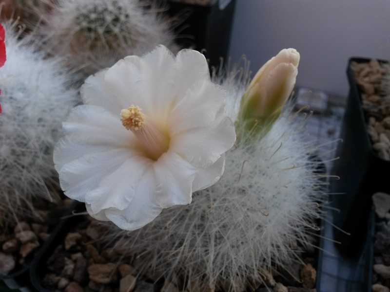 Mammillaria senilis 'fiore bianco' 