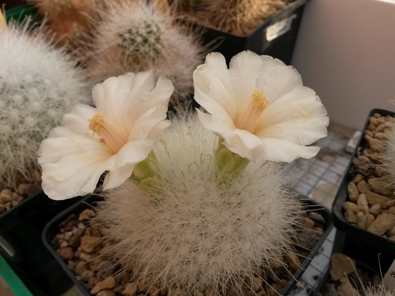 mammillaria senilis 'fiore bianco'