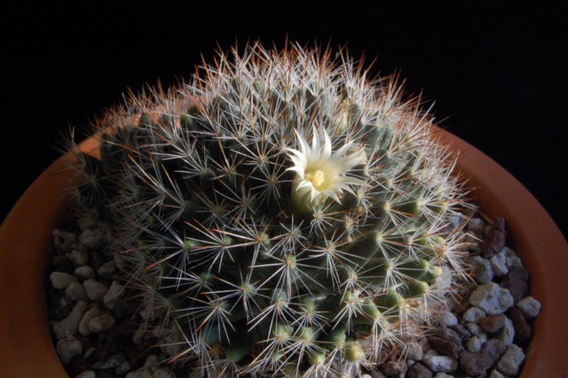 Mammillaria picta SB 284