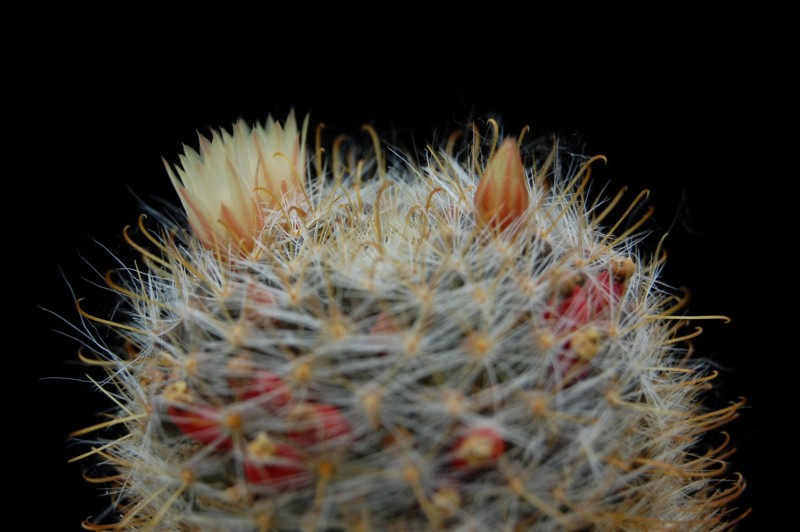 Mammillaria brevicrinita PAN 132