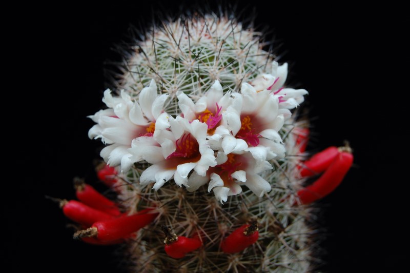 Mammillaria albicans f. slevinii LAU 36