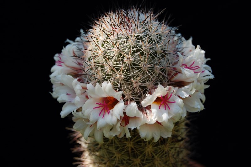 Mammillaria albicans f. slevinii LAU 36