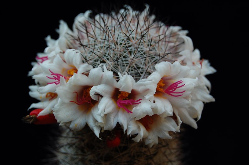 Mammillaria albicans f. slevinii LAU 36