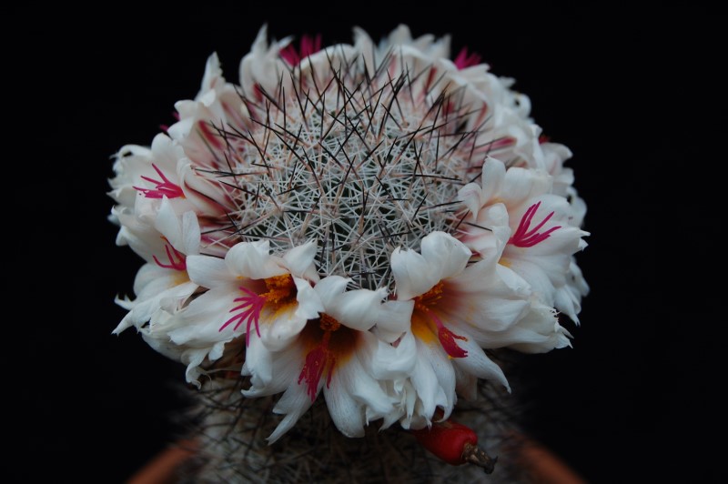 Mammillaria albicans f. slevinii LAU 36