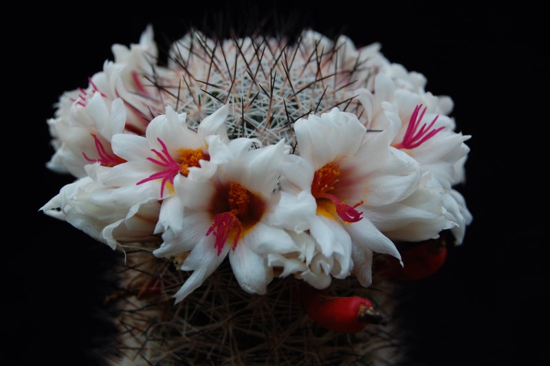 Mammillaria albicans f. slevinii LAU 36