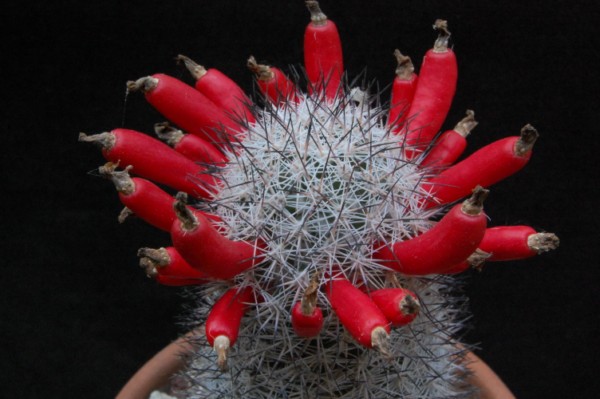 Mammillaria albicans 