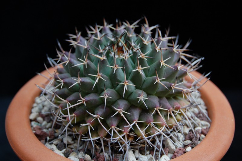 Mammillaria vagaspina ORB 2.08