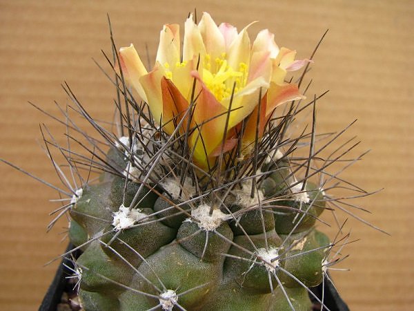 Copiapoa humilis v. paposoensis 