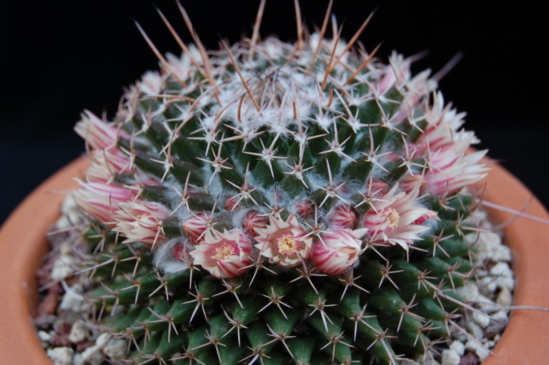 Mammillaria saxicola REP 1139