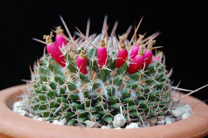 Mammillaria saxicola REP 1139