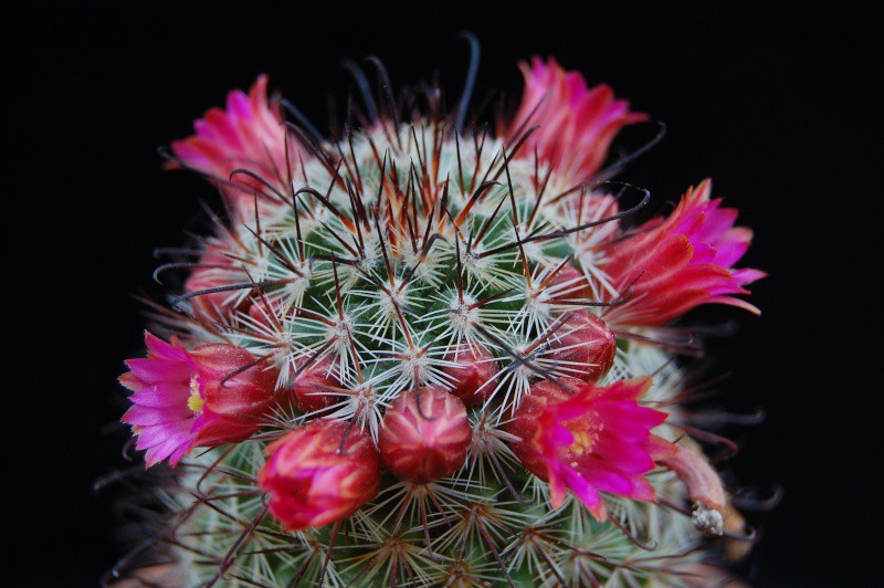 Mammillaria erythrocalix 