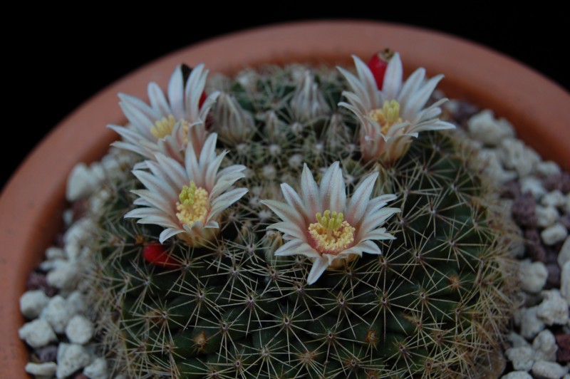 Mammillaria heyderi ssp. hemisphaerica SB 859