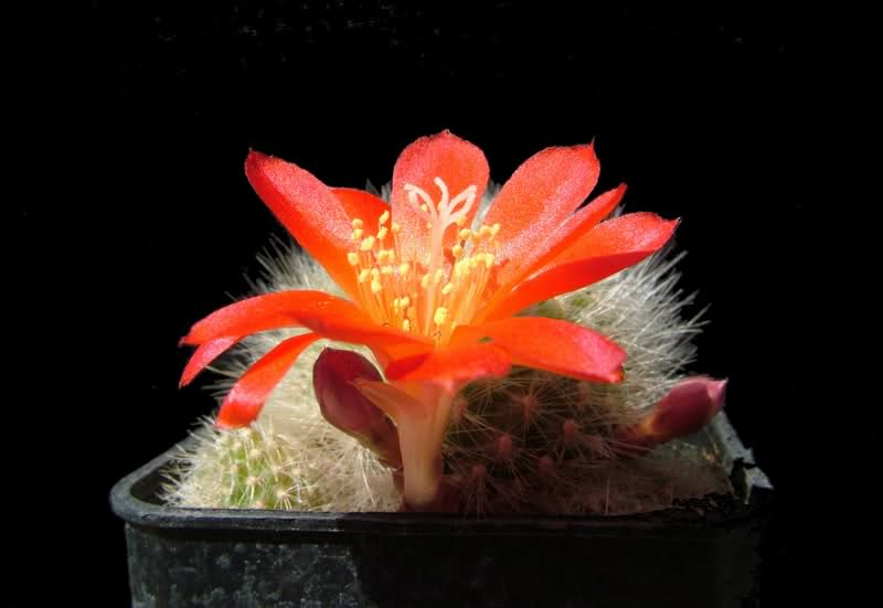 Rebutia senilis 