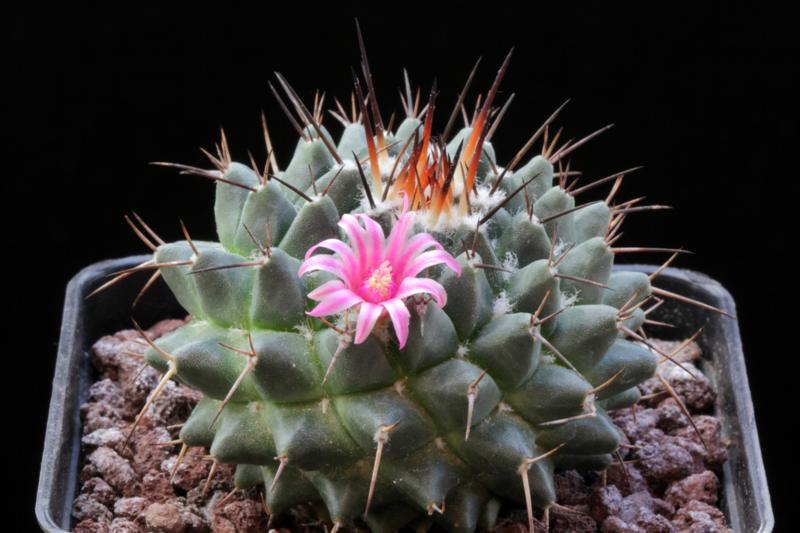 Mammillaria amajacensis 