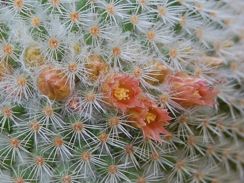 Mammillaria supertexta WM 4570