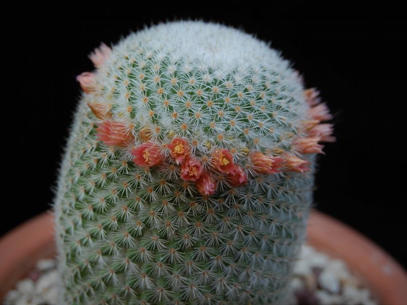 Mammillaria supertexta WM 4570