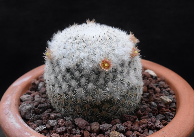 Mammillaria supertexta WM 4570