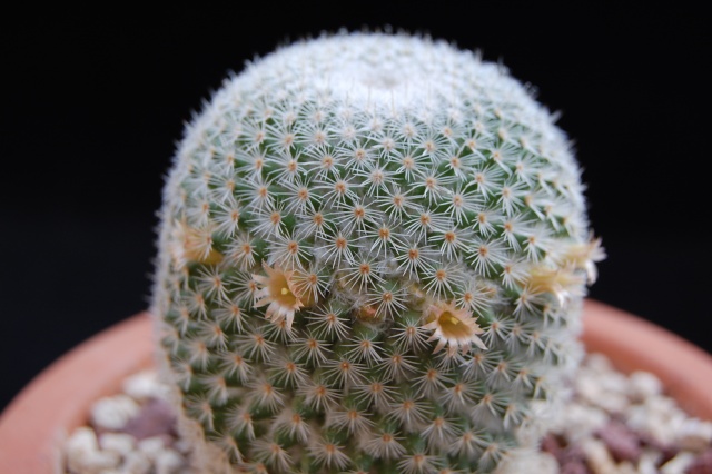 Mammillaria aff. crucigera WM 4570