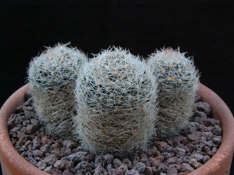 Mammillaria picta forma Z 22