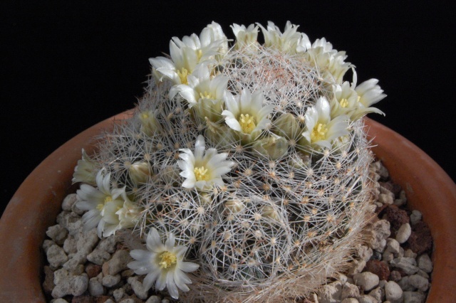 mammillaria picta 