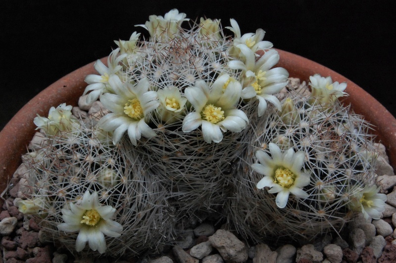 Mammillaria picta forma Z 22