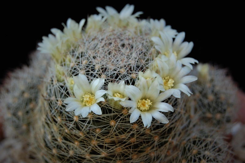 Mammillaria picta forma Z 22