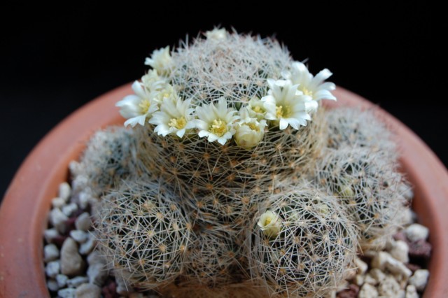 Mammillaria picta Z 22