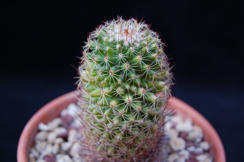 Mammillaria backebergiana ssp. ernestii v. bispinosa 