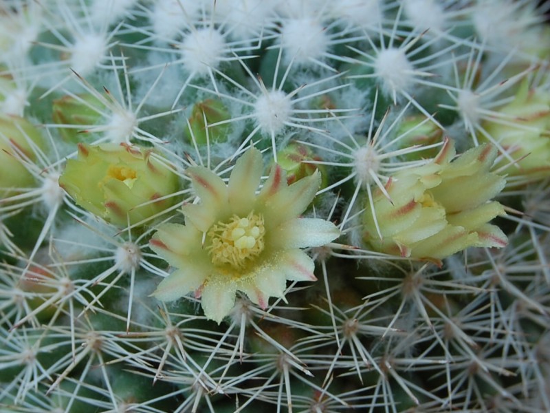 Mammillaria evermanniana 