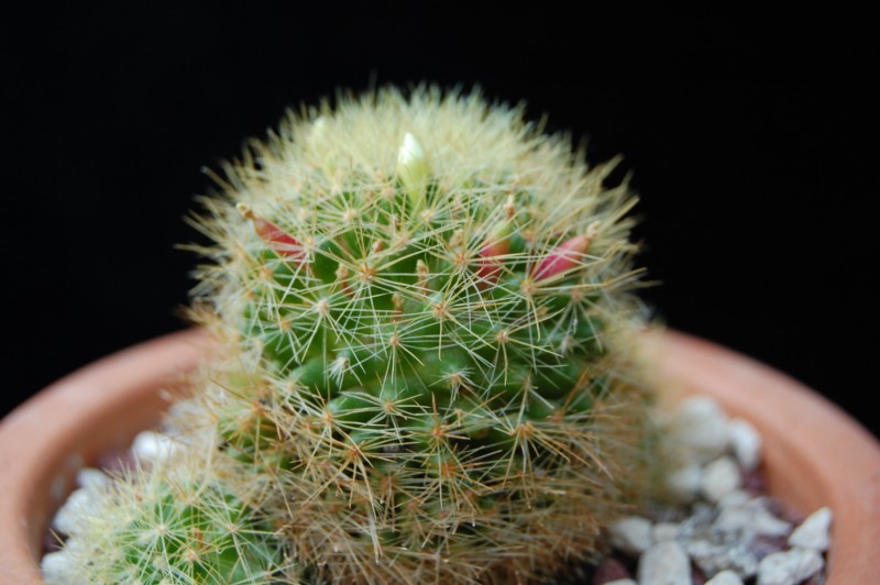 Mammillaria anniana REP 1806