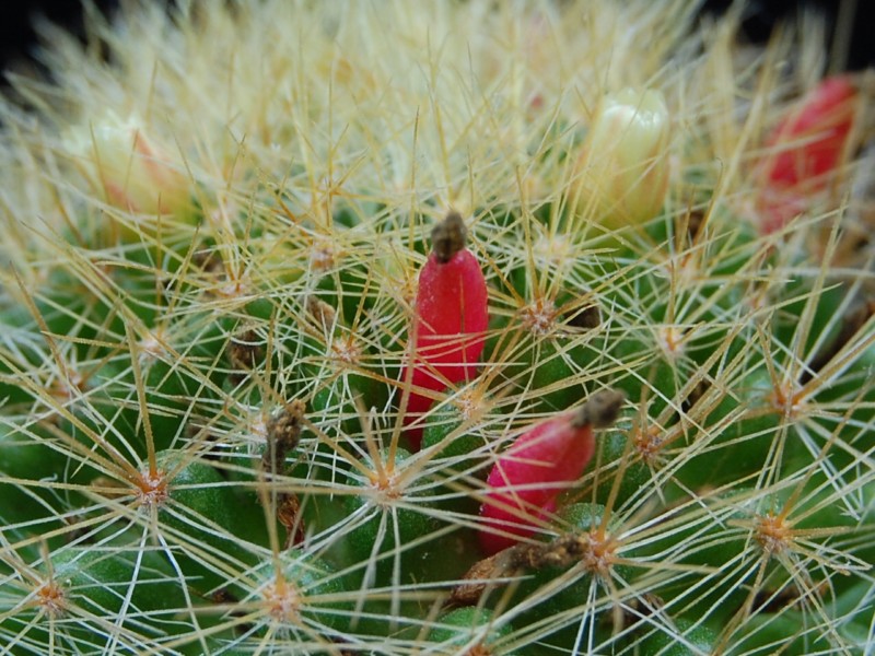 Mammillaria anniana REP 1806