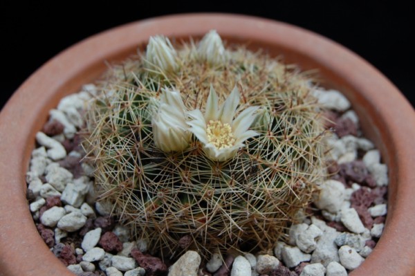 Mammillaria applanata 