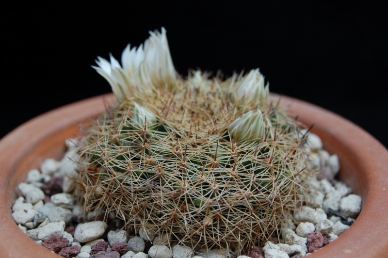 Mammillaria applanata 