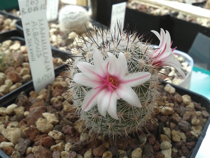 Mammillaria albicans f. slevinii SB 1251