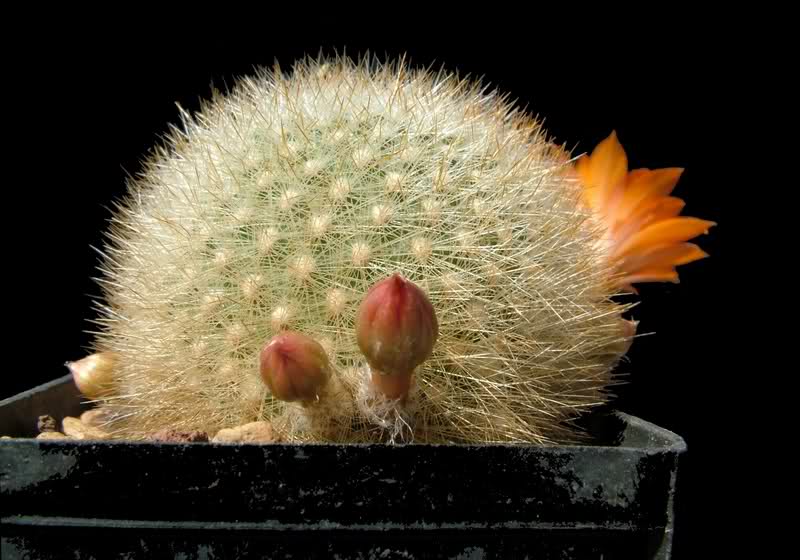 Rebutia hoffmannii 