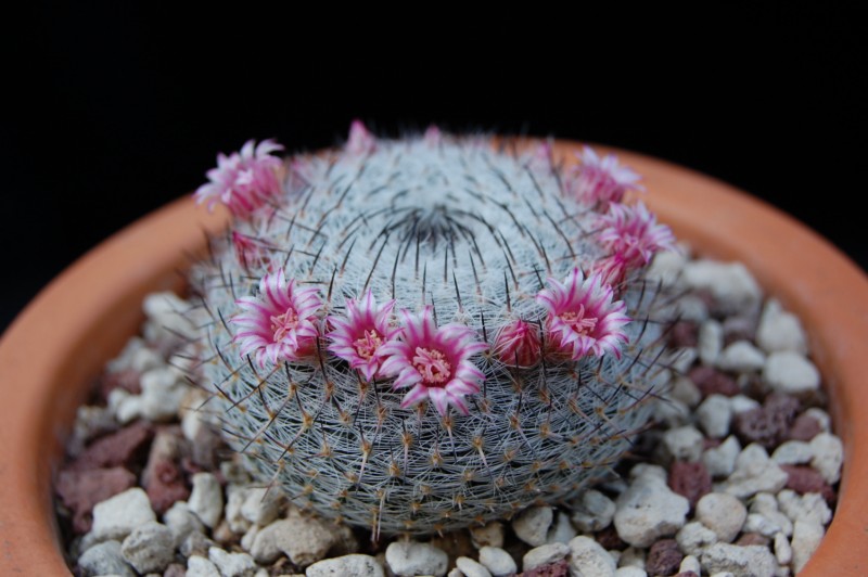 Mammillaria pseudoperbella 