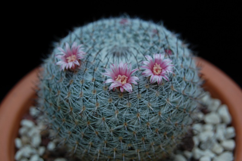 Mammillaria pseudoperbella 