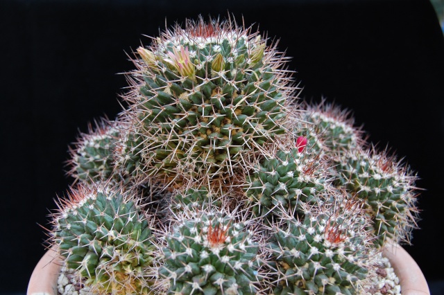 Mammillaria carnea 