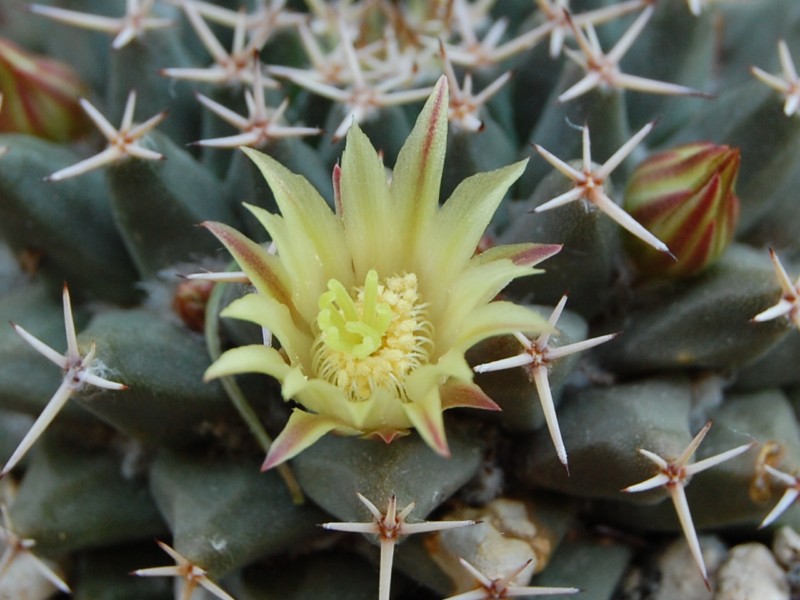 Mammillaria peninsularis SB 1604