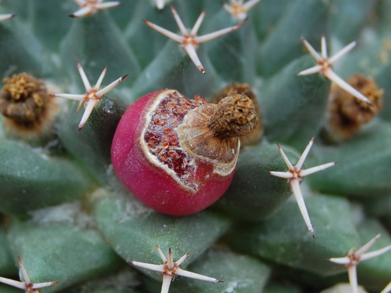 Mammillaria peninsularis SB 1604