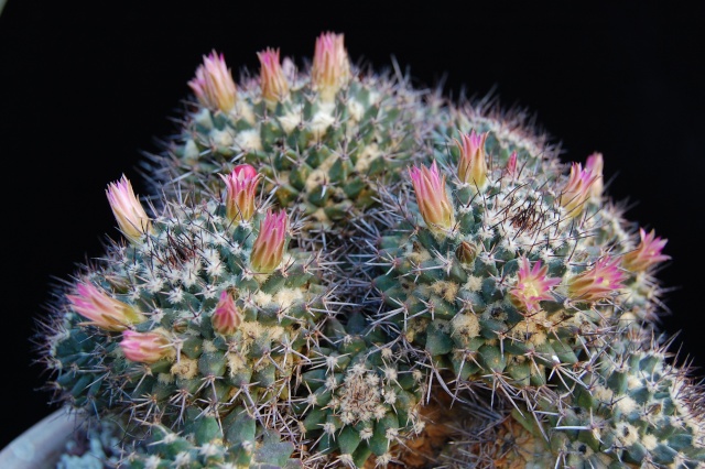 Mammillaria carnea 