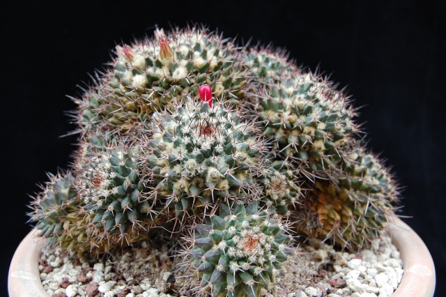 Mammillaria carnea 