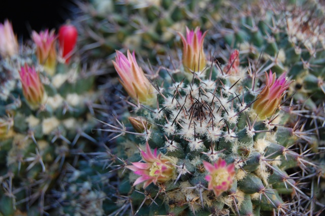 Mammillaria carnea 