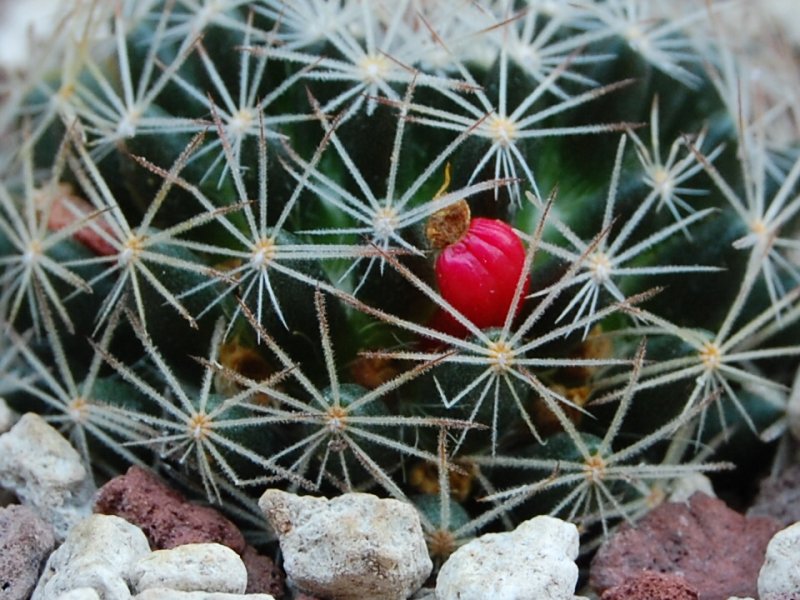 Mammillaria aff. picta ROG 314