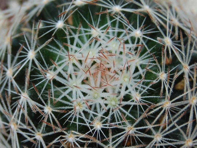 Mammillaria aff. picta ROG 314